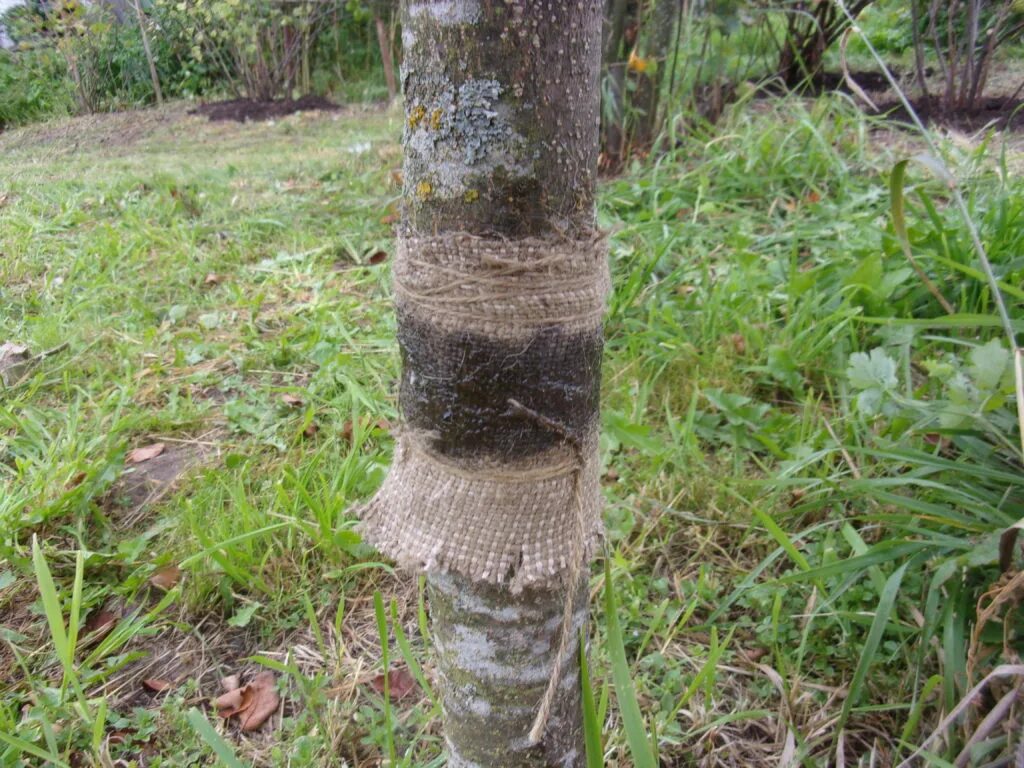 Ловчат
