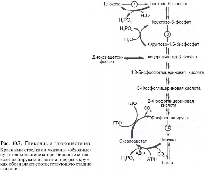 Синтез Глюкозы из аспартата реакции. Синтез Глюкозы из фосфоенолпирувата. Реакции синтеза Глюкозы из аминокислот и глицерина. Синтез Глюкозы из пирувата реакции. Синтез глюконеогенеза