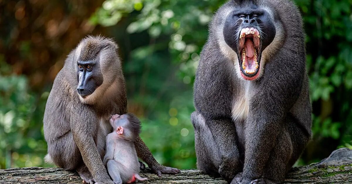 Drill monkey