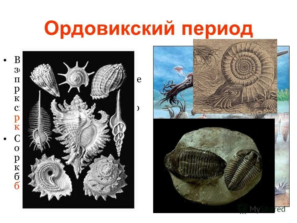 третий период палеозоя 5 букв