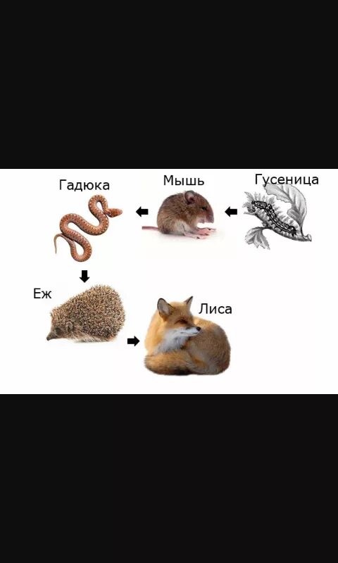 Цепь питания с мышью. Растительноядные животные цепь питания. Детритная цепь питания. Пищевые цепочки 5 класс биология. Цепь питания с мышью.