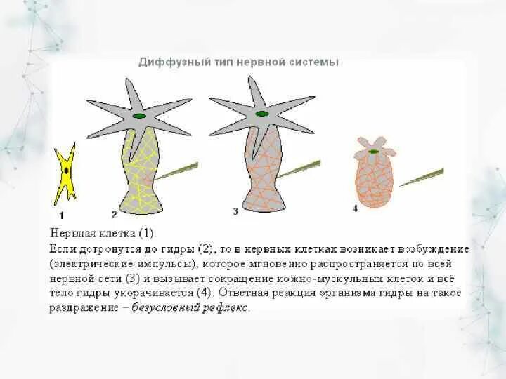 Представители диффузной нервной системы. Сетчатая нервная система гидры. Нервная система диффузного типа. Тип Кишечнополостные нервная система. Тип нервной системы гидры.