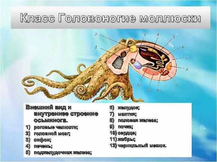 Головоногие голова. Выделительная система головоногих. Внешнее строение головоногих моллюсков. Головоногие моллюски внешнее и внутреннее строение. Внутреннее строение головоногих.