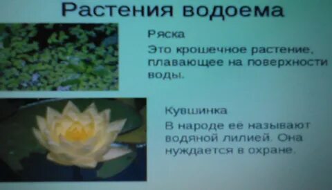 Растение пресного водоема 4 класс окружающий мир