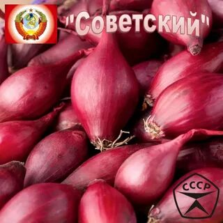 Лук кармен описание