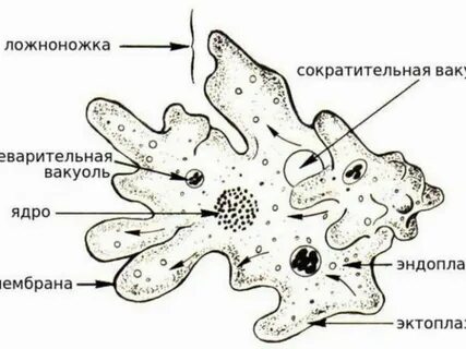 Сколько вакуолей у амебы