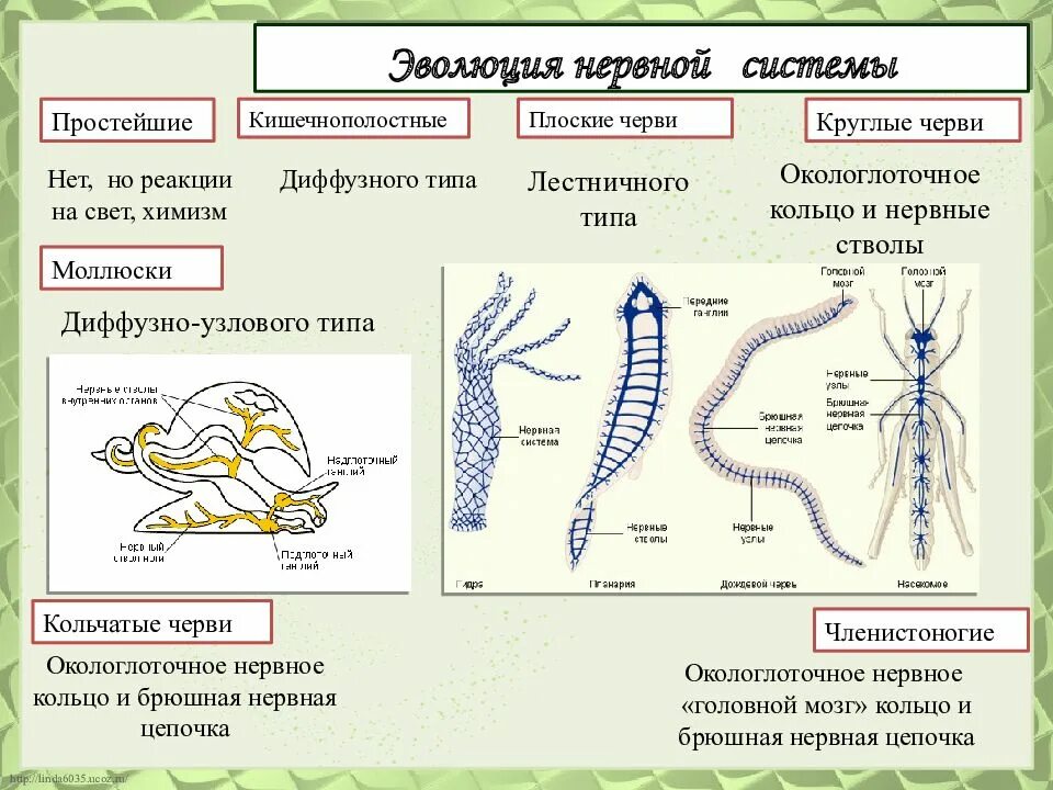 Развитие систем органов у червей. Эволюция нервной системы системы животных. Кратко таблица нервная система животных. Эволюция нервной системы беспозвоночных. Тип типы нервной системы.