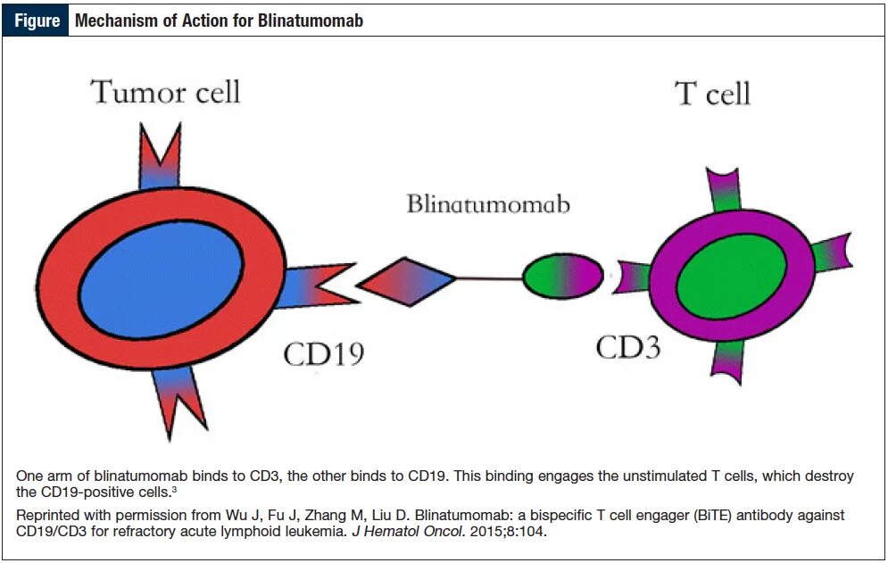 CD 3 Т клетки. Cd19 клетки. B Cells cd3 cd19. Блинатумомаб.