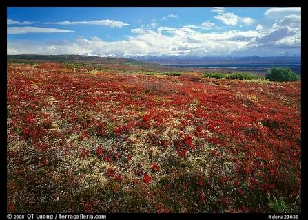 Тундра красно белое