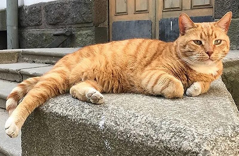 Коты выборга. Коты выборга