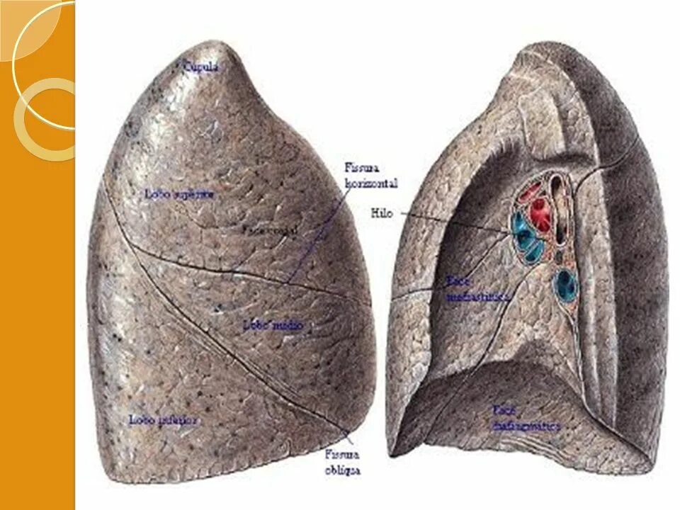 Hilum pulmonis. Margo pulmonis. Radix pulmonis анатомия. Pulmonis segmentalis. Поверхность легких образована