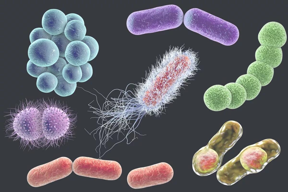 Болезнетворная бактерия палочка. Микроорганизмы возбудители заразных заболеваний. ИППП возбудитель бактерия. Болезнетворные бактерии бациллы. Патогенные микроорганизмы возбудители инфекционных заболеваний.