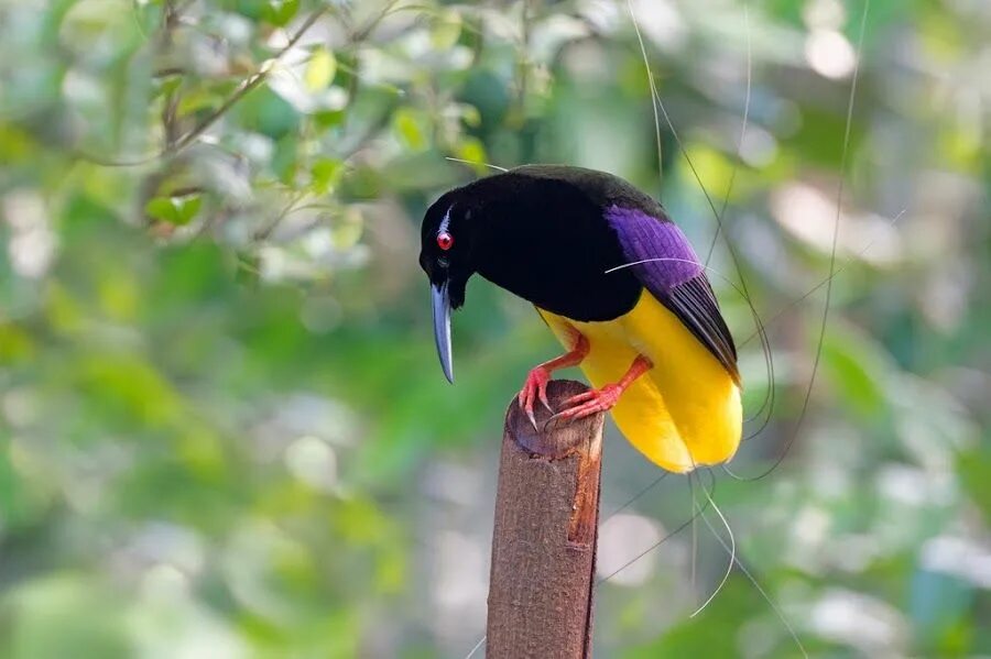 12 birds. Синеголовая великолепная Райская. Шестипёрая Райская птица Берлепша. Красная шилоклювая Райская птица. Щитоносная Райская птица Виктории.