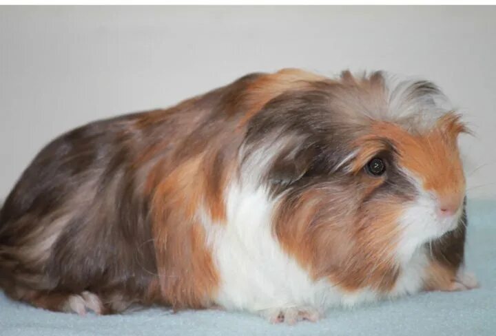 морская свинка шелти. морская свинка шелти. морская свинка породы шелти. морская свинка коронет. морская свинка шелти.