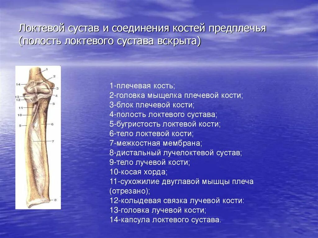 Дистальный лучелоктевой сустав. Соединение костей предплечья. Соединение локтевой и плечевой костей.