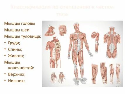Туловище делится на
