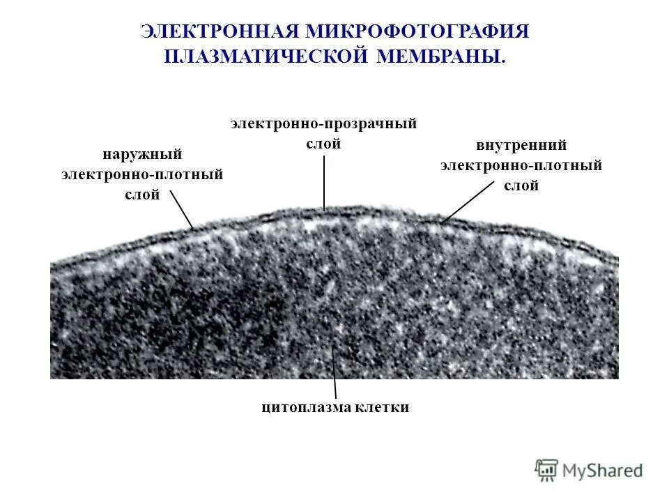 структура живой клетки. цитоплазма клетки строение и функции. плазматическая мембрана цитоплазма клетки. укажите функции гиалоплазмы цитоплазматический матрикс. внутреннее содержимое клетки.