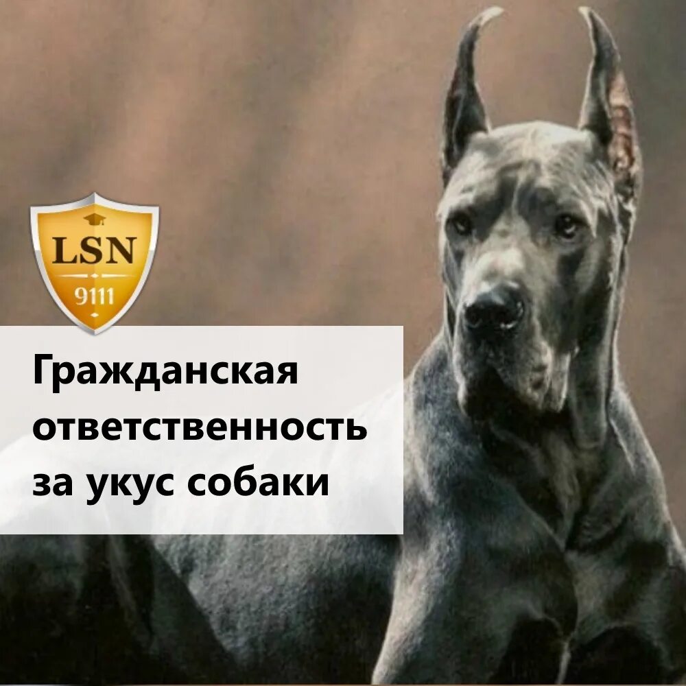 Хозяин собаки несет ответственность. Укус собаки ответственность. ответственность за собаку. покусала собака ответственность хозяина. уголовная ответственность за укус собаки.