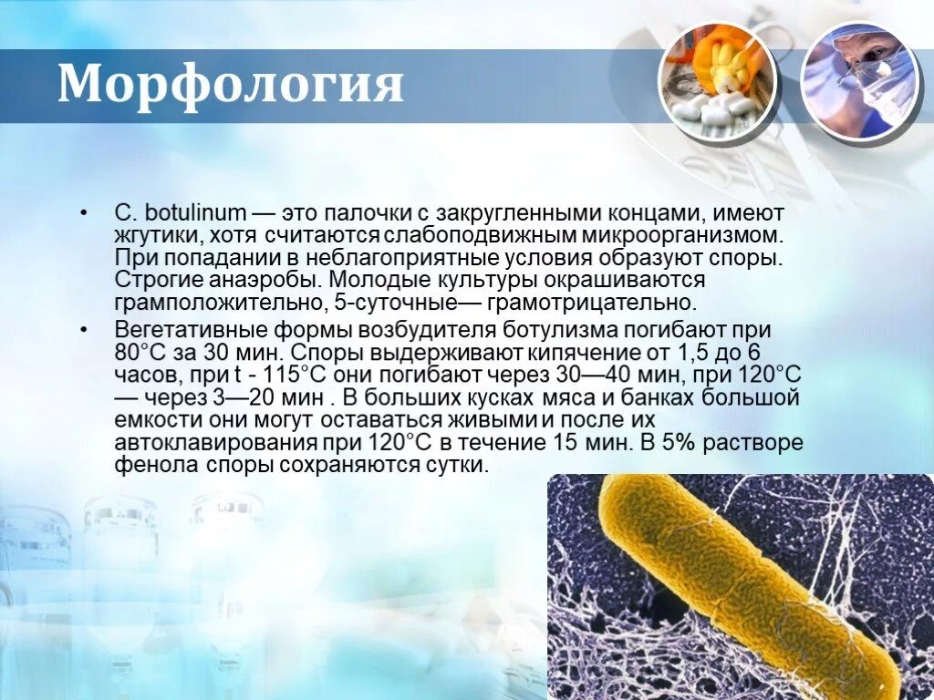 Бактерии гибнут от. Морфология ботулизма микробиология. Ботулизм бактерия возбудитель. Споры палочки ботулизма. Палочка ботулизма.