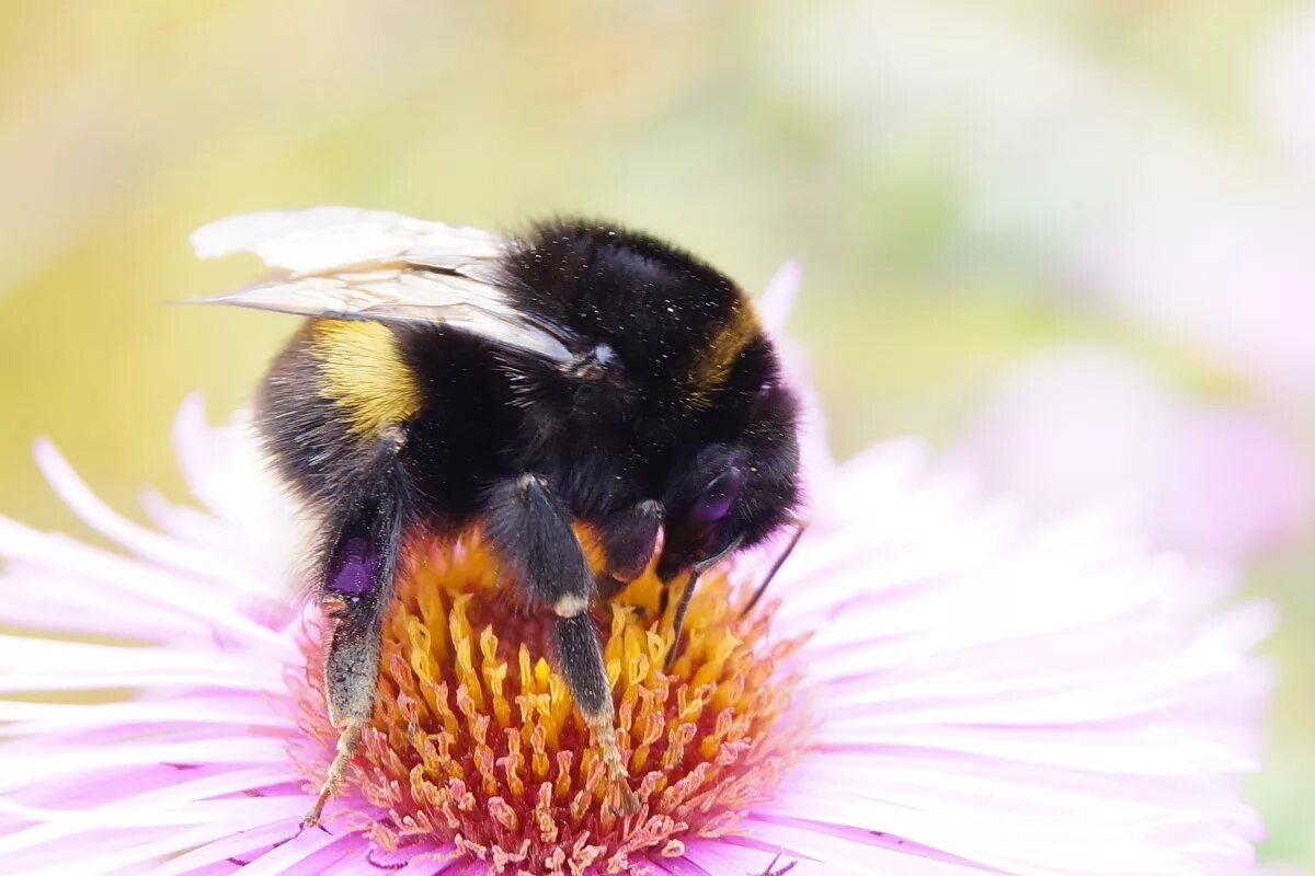 Шмель трубач. Шафранный Шмель. Шмель спорадикус – Bombus sporadicus. Тундровый Шмель.