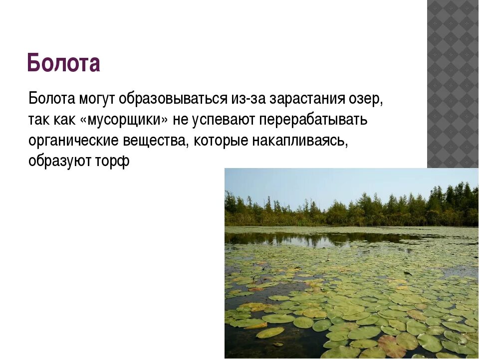 Функции болот. Как образуются болота кратко. Чем опасны болота. Озера могут образовывать болота?. Предложение про болото.