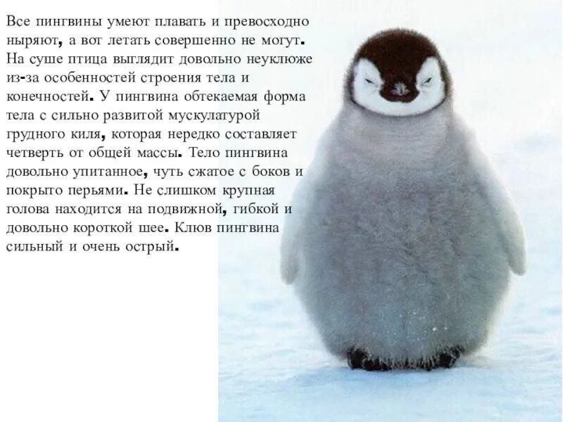 Пингвин умеет летать. Почему пингвины не летают. Пингвин не умеет. Спасибо за внимание для презентации пингвин. Пингвин птица которая не летает.