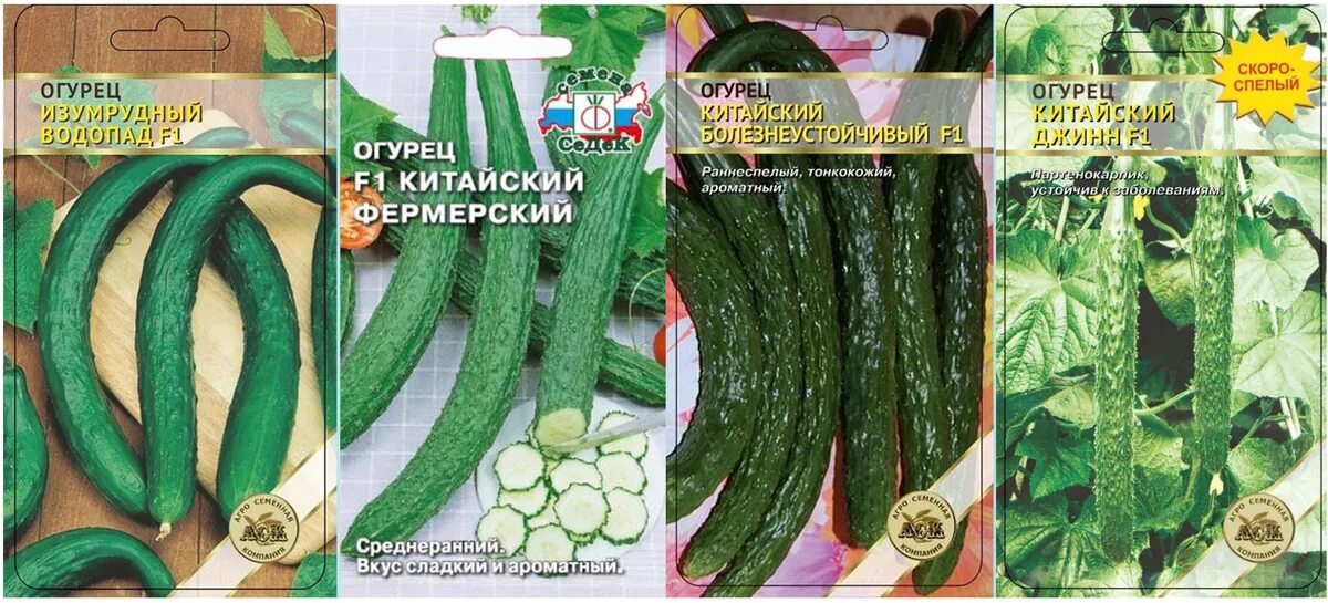Большой огурец. Сорт "Китайский император". - YouTube