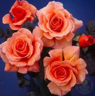 Rose jo