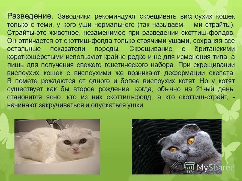 Чем кормить котёнка ирланского вислаухого. Чем кормить шотландского котенка 2. Какую еду можно котятам. Что можно шотландским кошкам. Что можно шотландским кошкам.