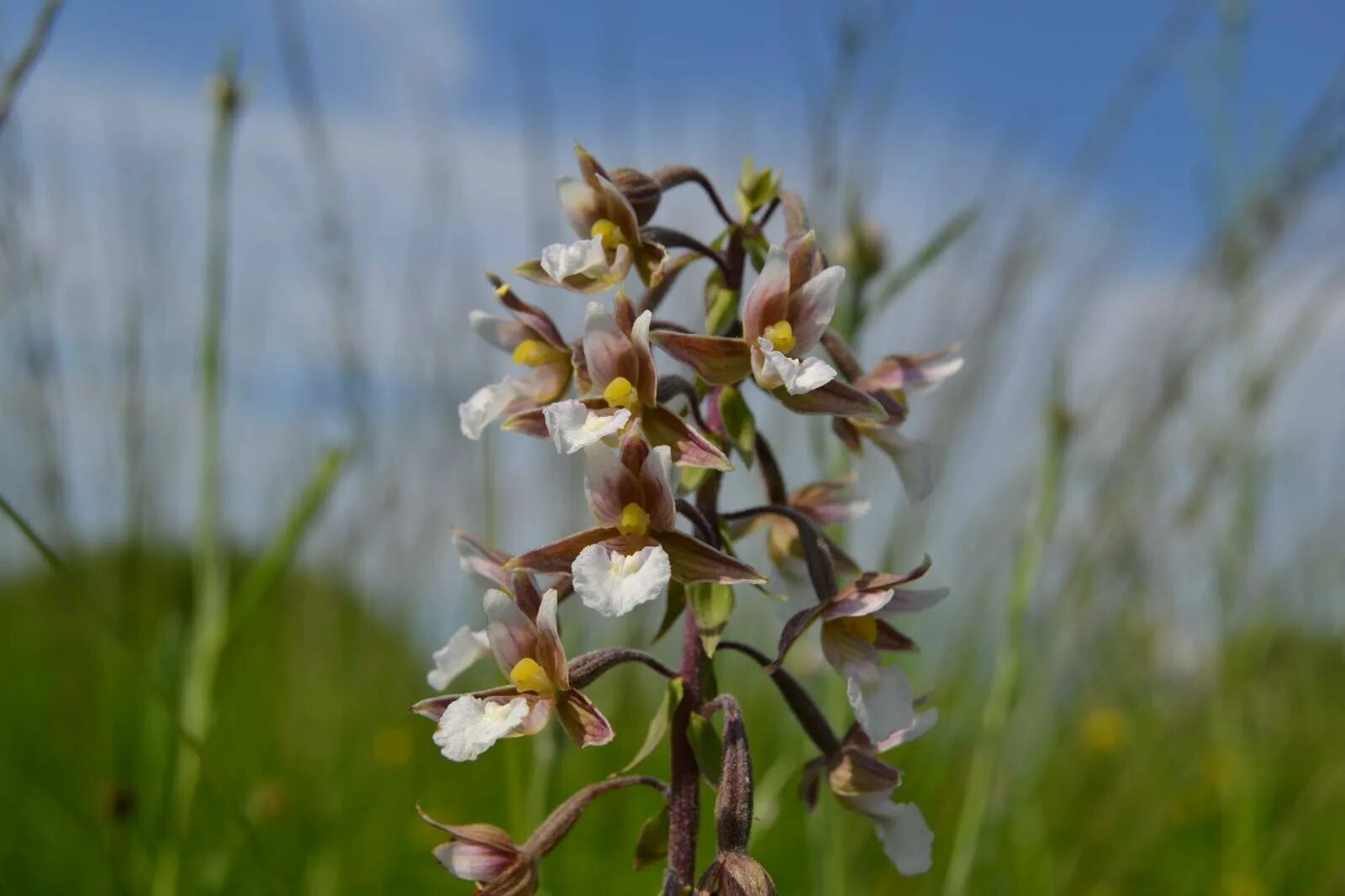 Дремлик болотный (Epipactis palustris). Ятрышник Дремлик. Орхидея ятрышник Дремлик. Заповедник Брянский Дремлик болотный.