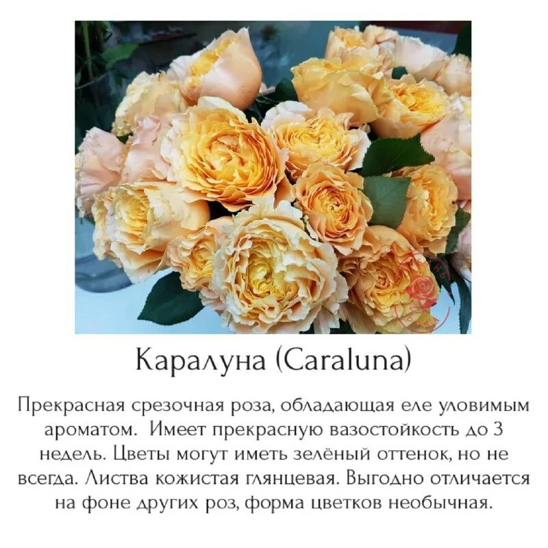 розы кубани питомник роз каталог. розы кубани питомник роз каталог. розы кубани питомник роз каталог. кубань роза питомник. роза кубань питомник роз.