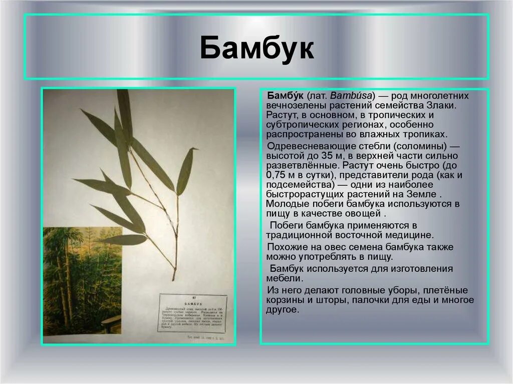 Бамбук части растения. Бамбук семейство злаковых. Бамбук природная зона. Побеги бамбука. Рост бамбука за сутки