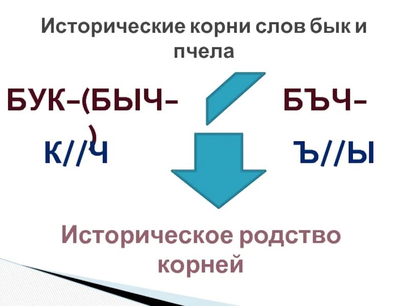 Иметь исторический корень. Бык и пчела однокоренные слова. Бык и пчела однокоренные слова почему. Слова с историческим корнем. Пчела и бык родственные слова.