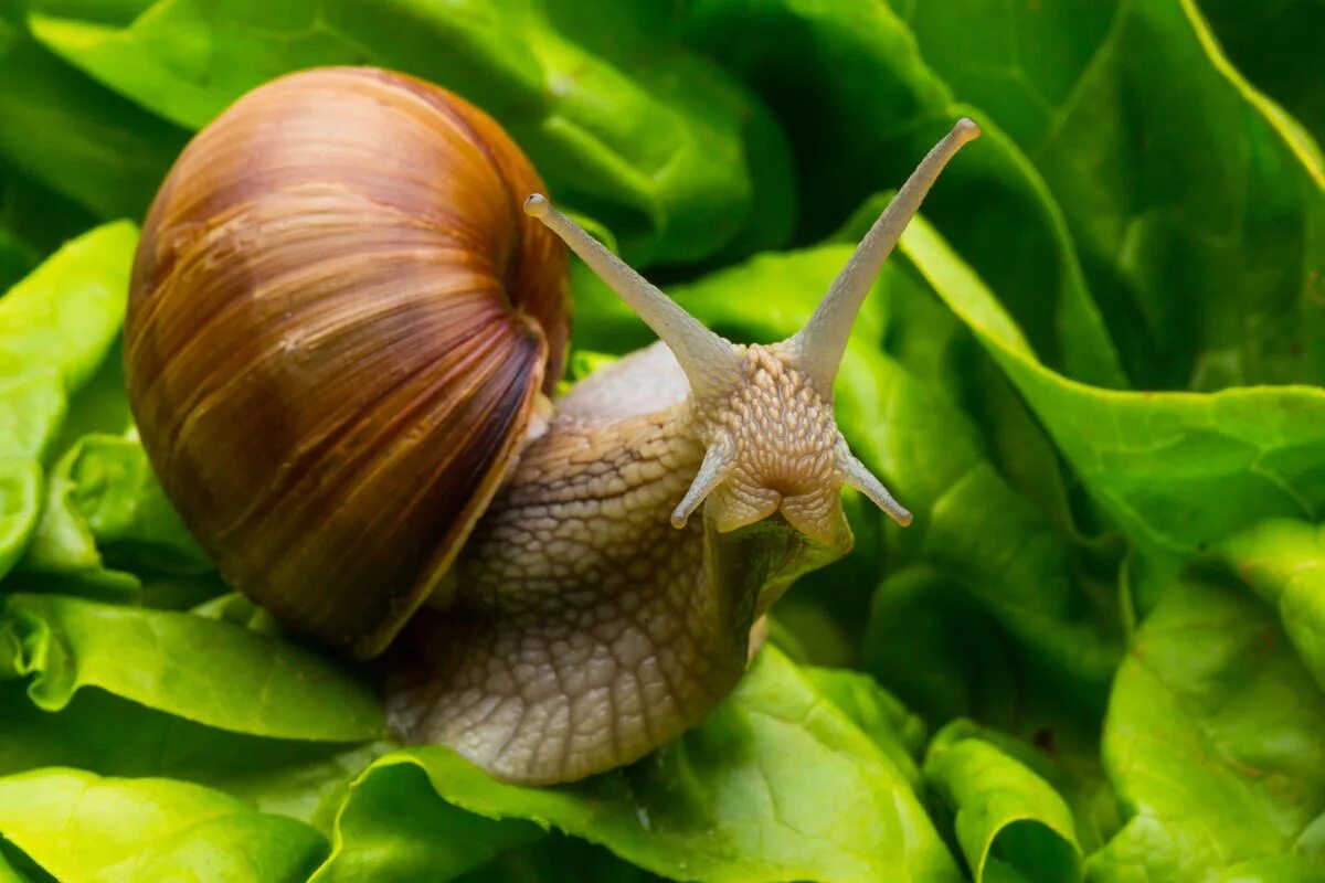 Helix pomatia виноградная улитка. Детритофаги брюхоногие моллюски. Улиточная ферма моллюска. Улиточная ферма моллюска. Helix aspersa маточное стадо.
