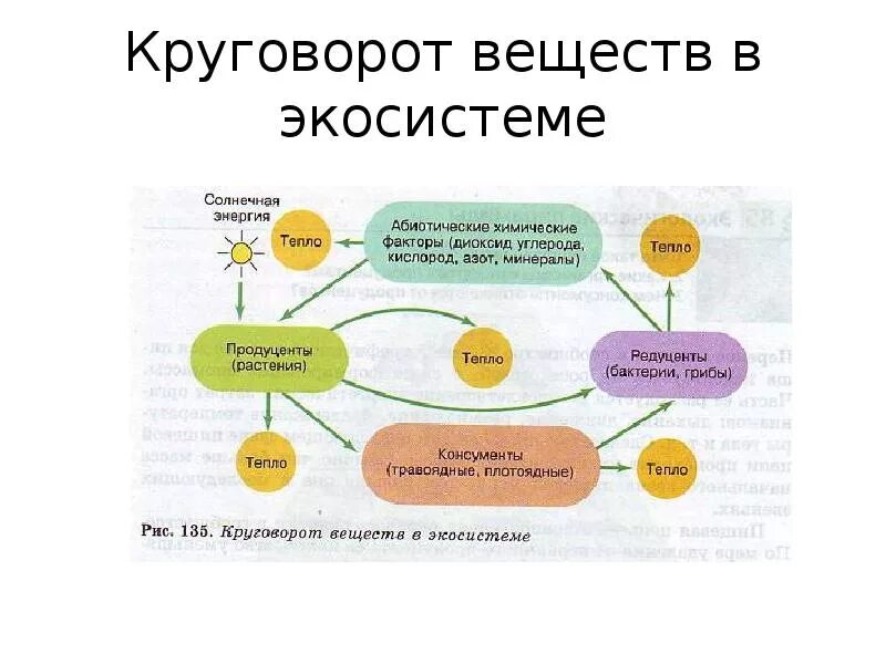 Круговорот веществ презентация 9 класс