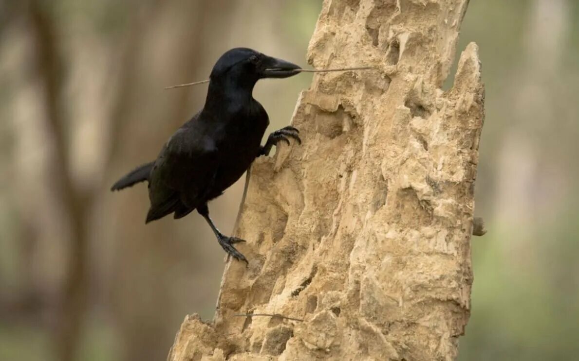 Новокаледонский ворон. Новокаледонская ворона. Вороны corvus moneduloides. Новокаледонский ворон. Вороны corvus moneduloides.