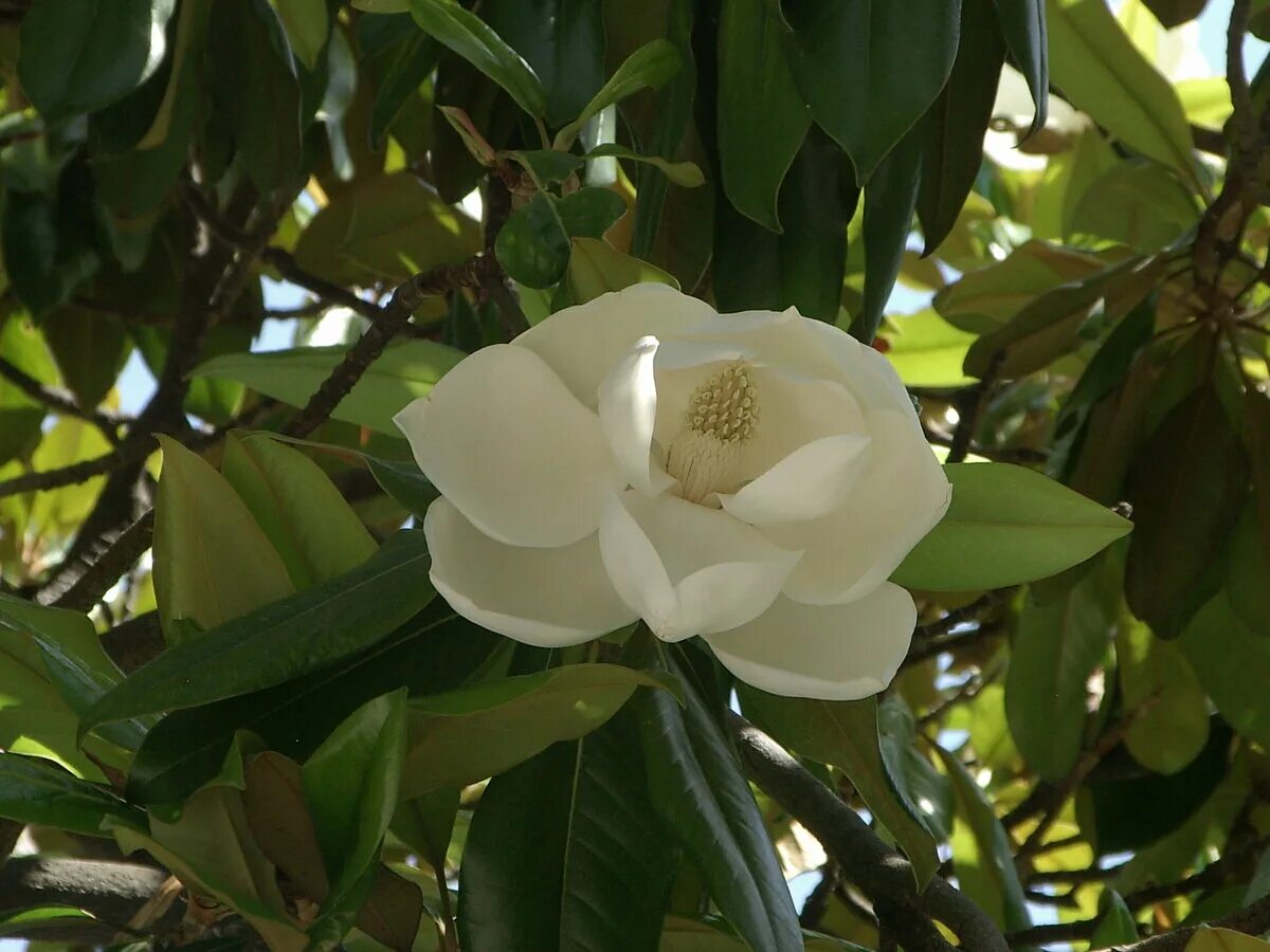 магнолия грандифлора дерево. магнолия грандифлора. магнолия грандифлора. адлер магнолии цветут. магнолия грандифлора дерево.