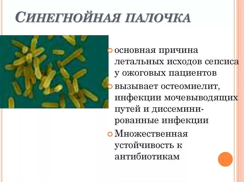 Болезнетворная бактерия палочка. Основные клинические проявления синегнойная палочка. Болезнетворные бактерии синегнойная палочка что это. Синегнойная палочка внутрибольничная инфекция. Клинические проявления синегнойной палочки.