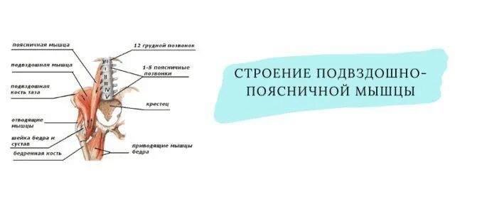 Подвздошная мышца анатомия. Подвздошно-поясничная мышца. Поясничная мышца анатомия. Поясничная мышца анатомия и подвздошно-поясничная.