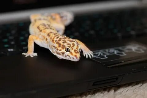Эублефар игрушка