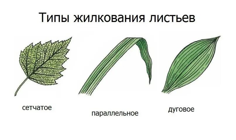 Рисунок типы жилкования листа. Перисто сетчатое жилкование. Жилкование листьев сетчатое параллельное дуговое. Жилкование листьев у однодольных растений.