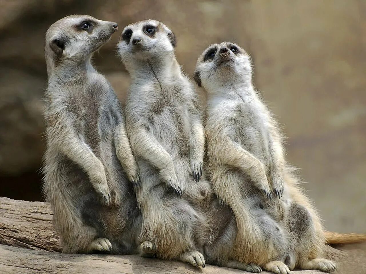Perfect animals