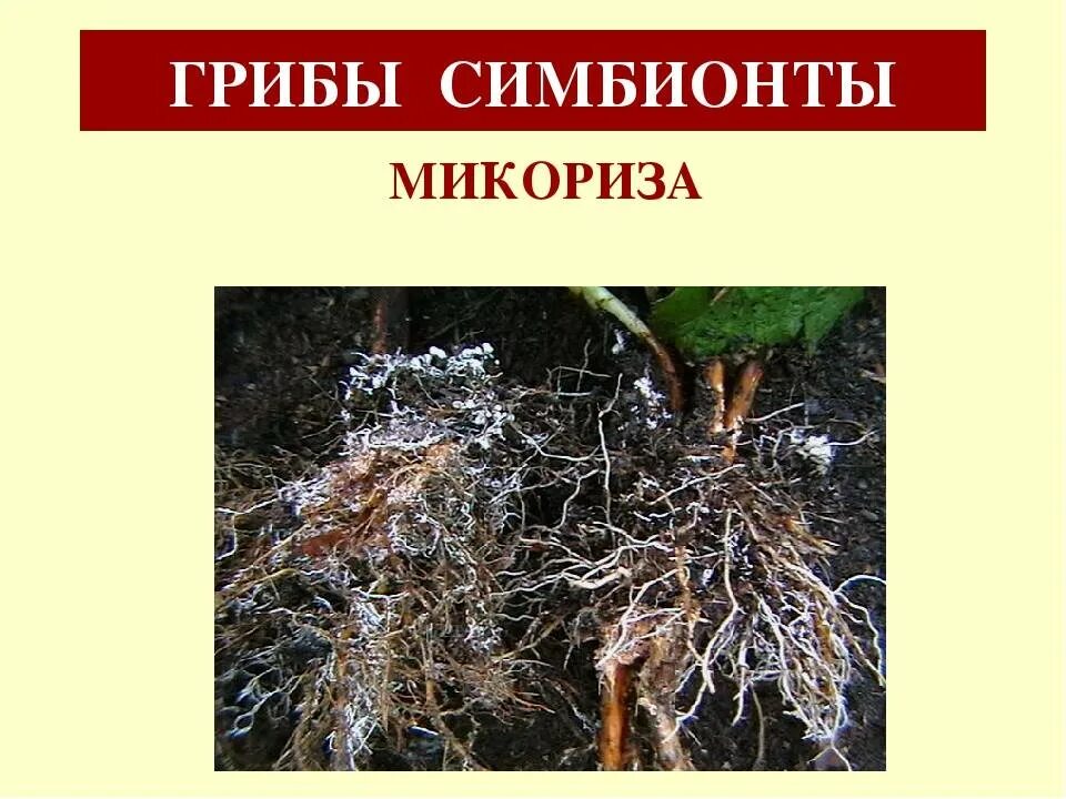 Как называется корень гриба. Грибница микориза. Микориза с грибами-симбионтами. Микориза это симбиоз. Микориза на корнях.