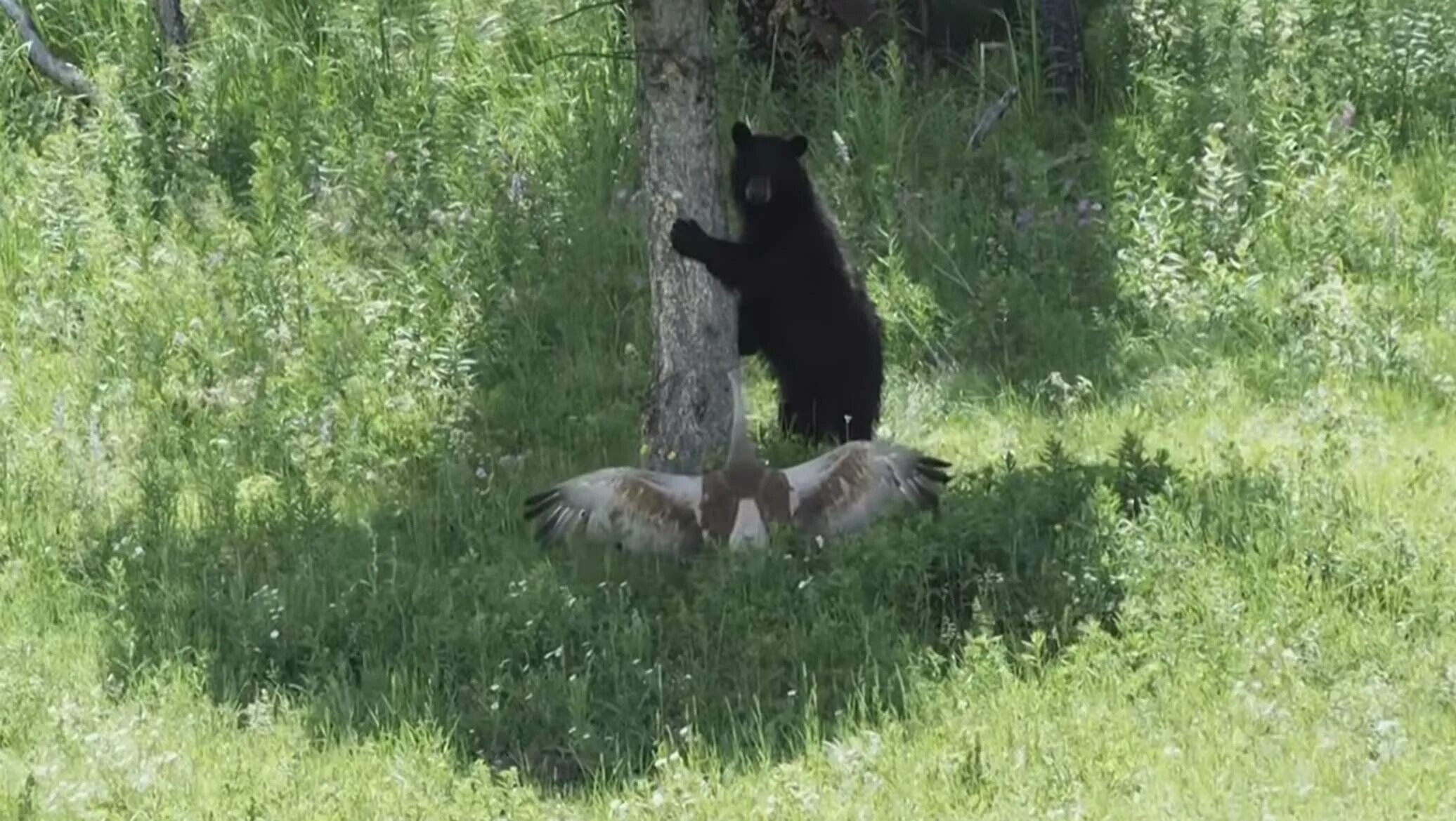 Испуганные медведь на дереве. Медведь испугался. Испуганные медведи в лесу. Спастись от медведя в лесу.