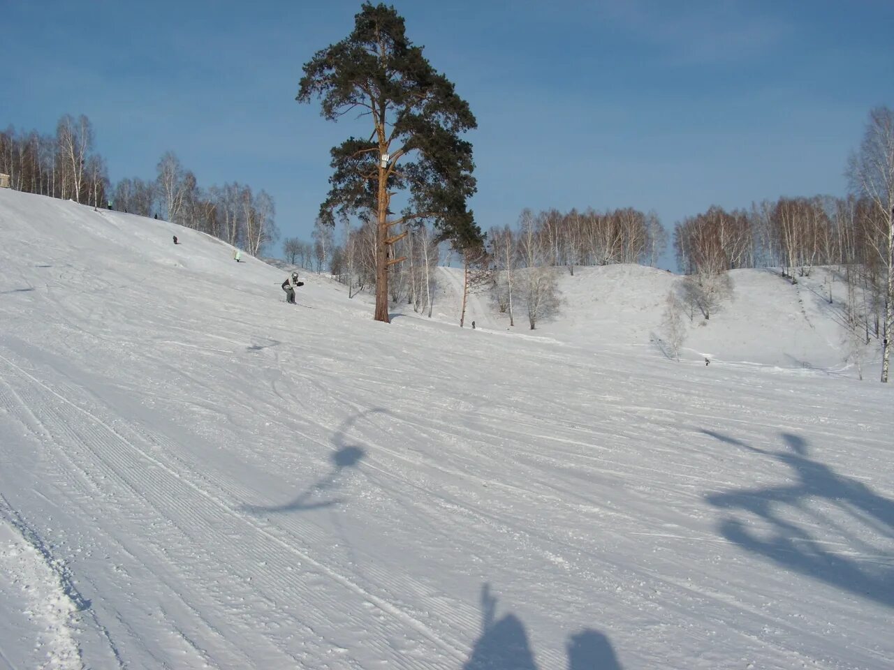 Черемушки томск