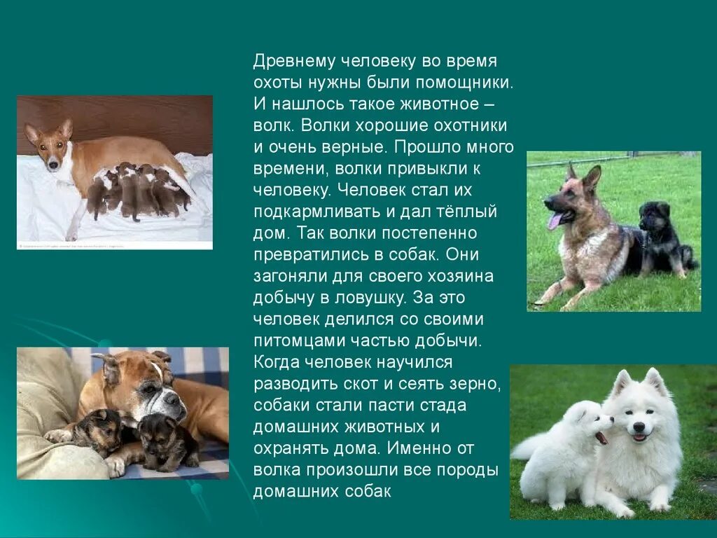 Описание домашнего животного собаки. Рассказ о породе собак. Рассказ одомагних животных. Презентация на тему собаки. Собака для презентации.