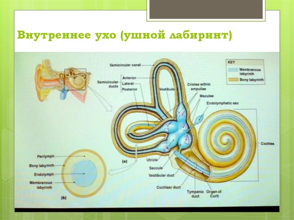 Строение Лабиринта внутреннего уха анатомия. Улитка Лабиринта внутреннего уха. Строение уха Лабиринт. Строение Лабиринта внутреннего уха. Внутреннее ухо особенности