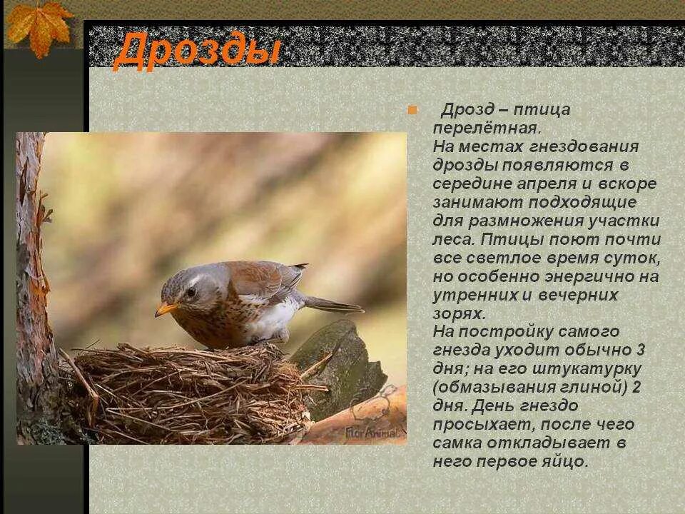 Программа дрозд. Дрозд для презентации. дрозд описание. дрозд описание птицы. птицы леса места гнездования.