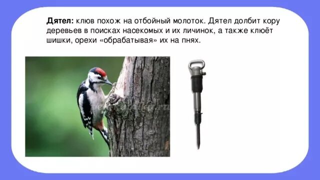 Дятел составить предложение 2 класс. Дятел составить предложение 2 класс