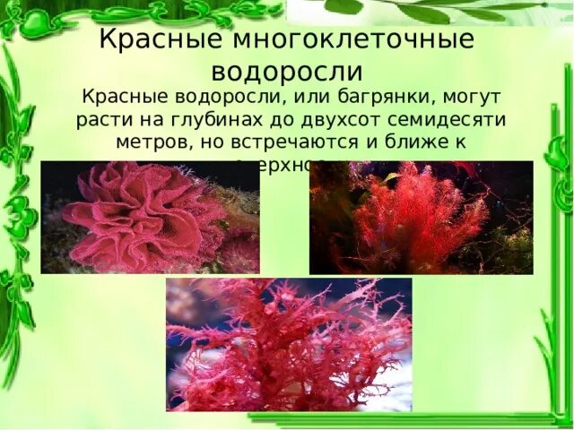 Красные водоросли это многоклеточные водоросли. Красные водоросли багрянки. Красные водоросли багрянки численность. Красные водоросли Багрянка формы..